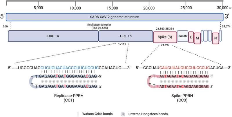 Therapeutic technique shows potential for inhibiting the proliferation of SARS-CoV-2