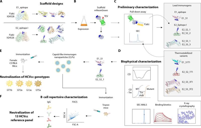 Broadly effective vaccine design offers new hope in the fight against hepatitis C