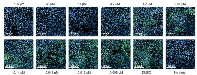 CDC finds 4′-fluorouridine effectively combats lethal arenavirus infections in guinea pigs