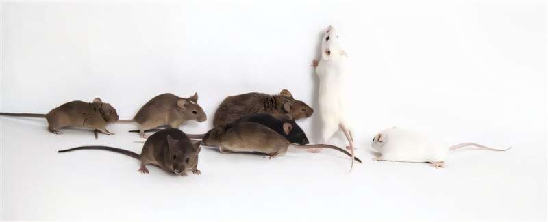 The first mouse strain that is susceptible to severe COVID-19 without genetic modification has been identified