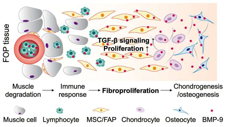 Study identifies the main culprit behind flare-ups in a rare genetic disorder