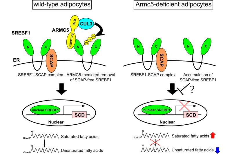 Discovery identifies key factor for balancing saturated and unsaturated fatty acids in the body