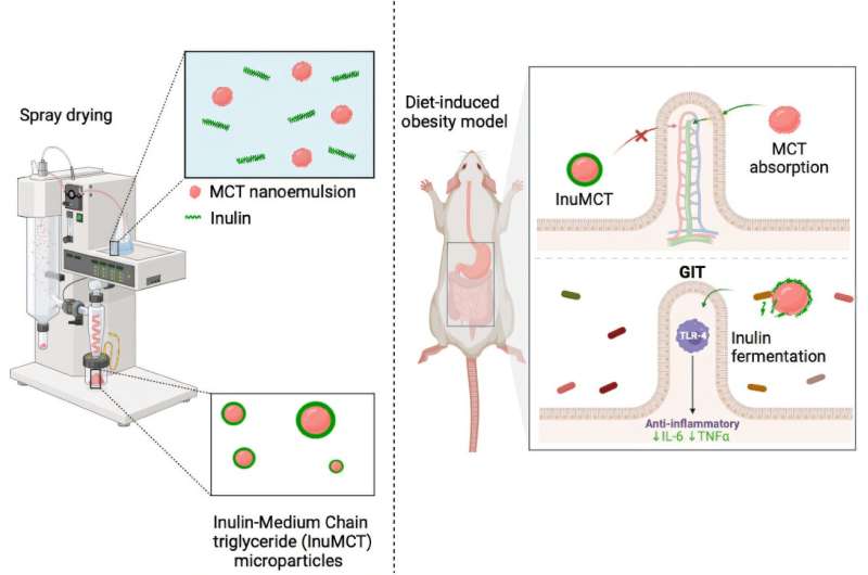 Obesity treatment in a natural, food-grade microcapsule has no unpleasant side effects