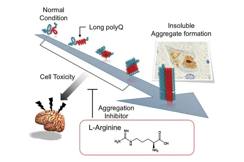 Clinical trial suggests new drug candidate for spinocerebellar ataxia may offer certain therapeutic benefits