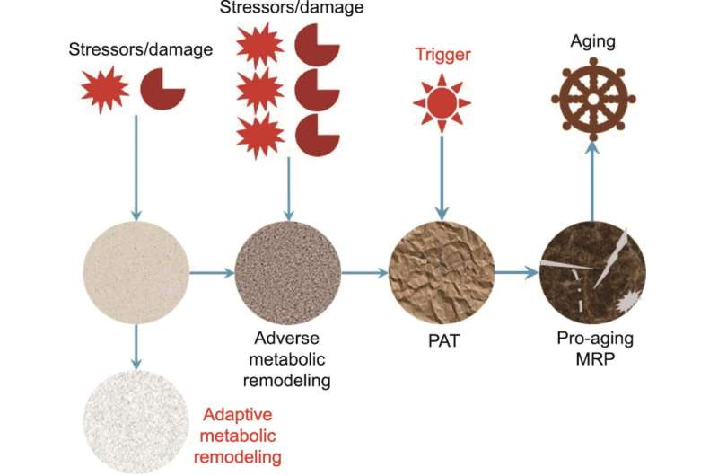 New theory suggests aging is driven by degenerative metabolic reprogramming over time