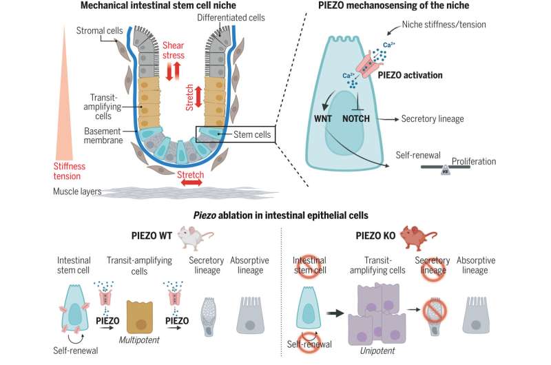 Study reveals how stem cells respond to environmental signals, with implications for IBD and colorectal cancer