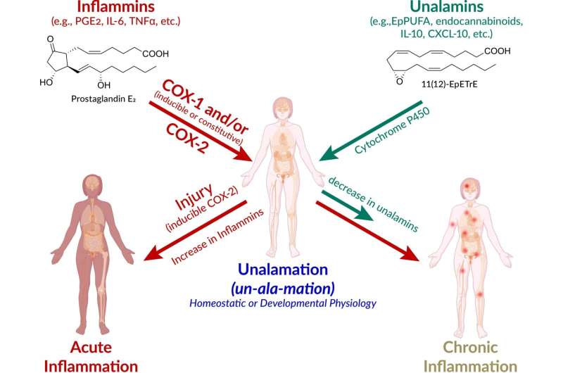 New hypothesis on chronic inflammation could lead to advances in disease treatment