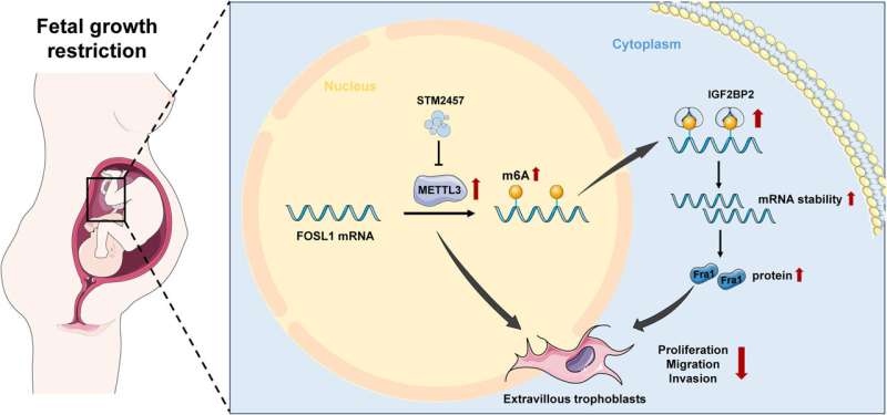 Potential molecular therapy reverses placental development issues in mice