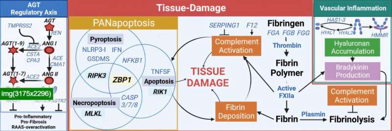 Genomic analysis reveals trigger for cytokine storm in lethal COVID-19