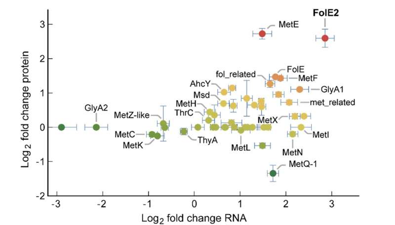 Promising combo-drug treatment targets melioidosis while leaving gut microbiome bacteria unscathed