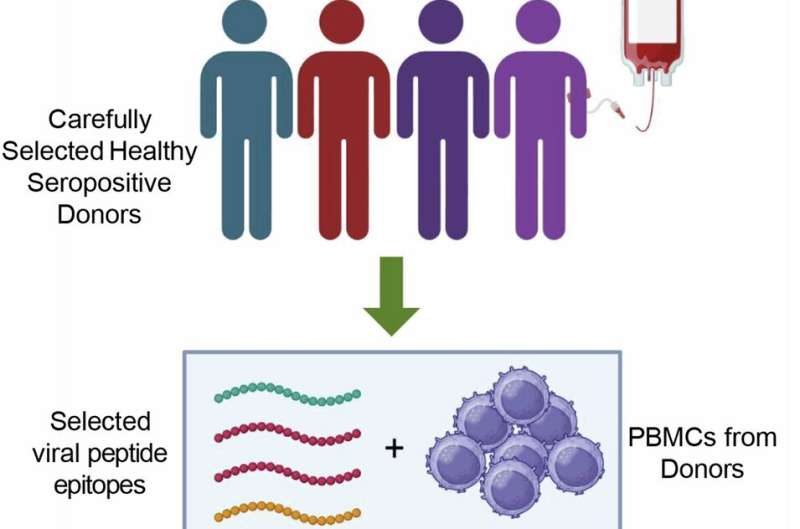 Long-term analysis details how cell therapy saves lives of immunocompromised patients