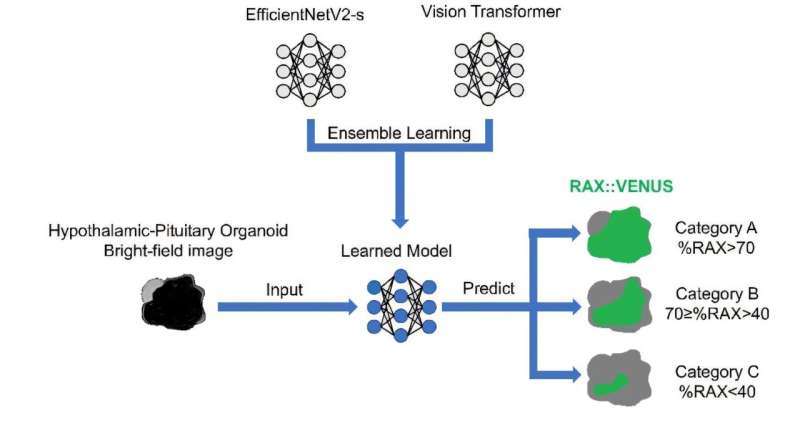 AI beats experts in predicting future quality of "mini-organs"