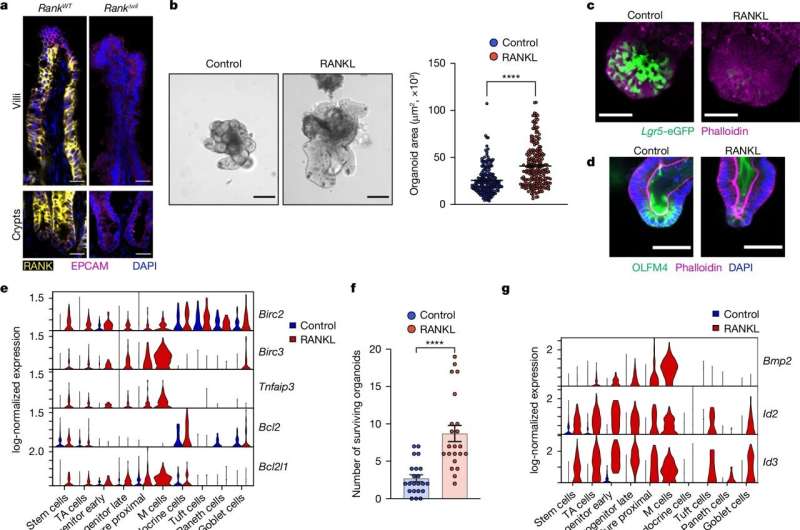 Intestinal surface area doubles in mothers during pregnancy and nursing, study finds