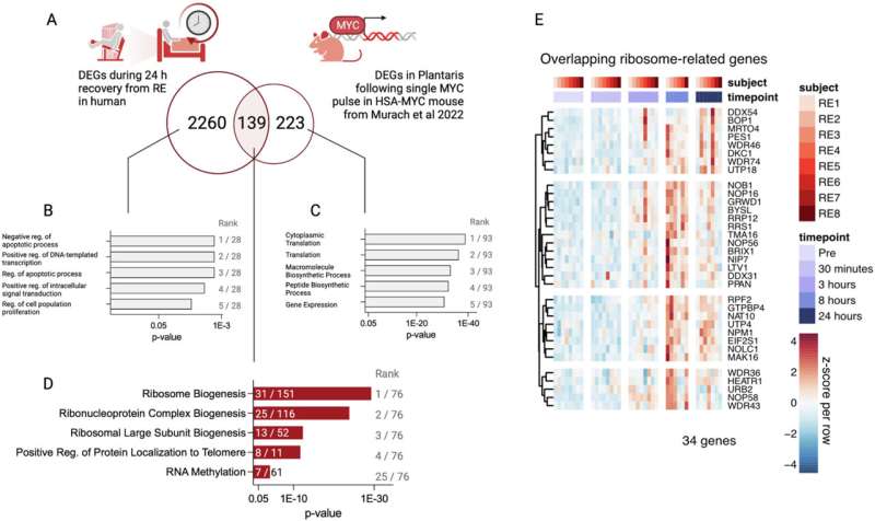 Controlling a cancer-associated gene can mimic muscle growth from exercise