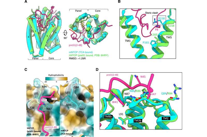 Unraveling the viral puzzle of why humans are susceptible to hepatitis B virus, but monkeys are not