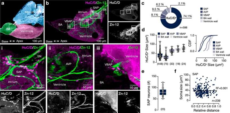 New research shows that the heart has a mini-brain—its own nervous system that controls the heartbeat