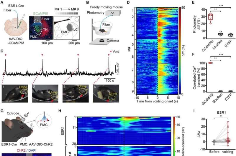 Scientists identify brain cell type as master controller of urination