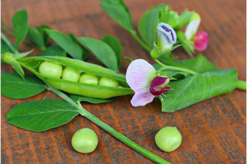 Beans and peas beat out lab-grown food for the best meat alternative, study says