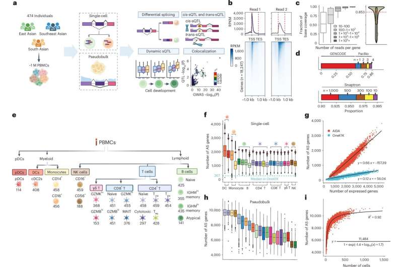 Researchers discover cell-type-specific link between alternative splicing and autoimmune disease inheritance