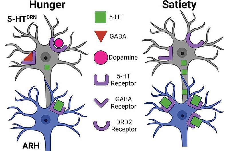 Study reveals brain's role in starting meals through GABA, dopamine