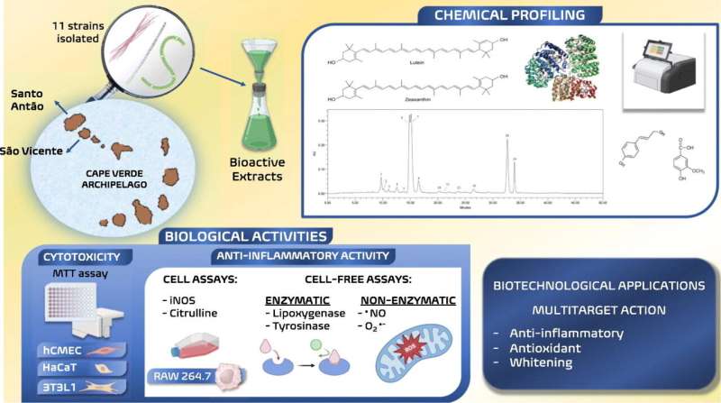 Marine cyanobacteria in the origin of anti-inflammatory molecules with dermatological, cosmetic applications