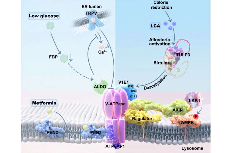 Research reveals a molecule that may help slow aging while on a restricted diet