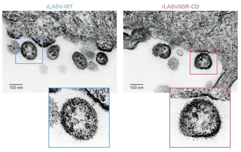 'Unbreakable' lassa vaccine shows promising results