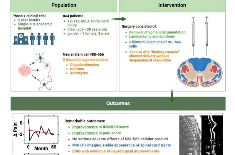 Neural stem cell transplantation shows promise for treating chronic spinal cord injury