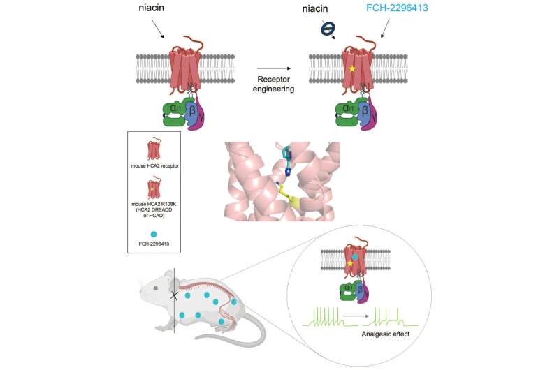 New gene therapy could alleviate chronic pain, researchers find