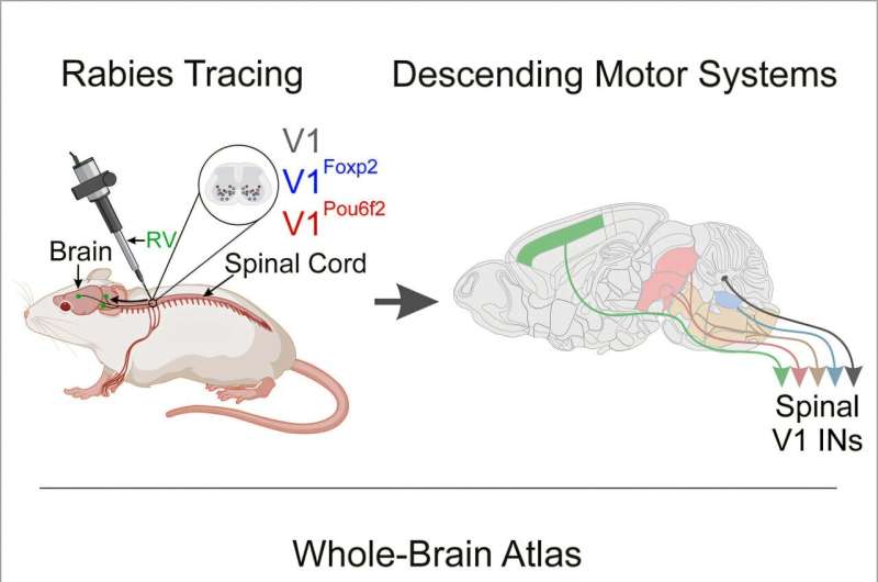 Brain map clarifies neuronal connectivity behind motor function