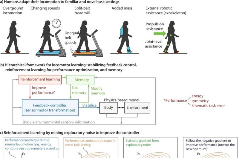 How humans continuously adapt while walking stably