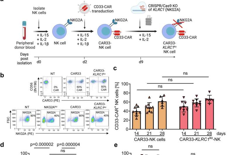 Engineered CAR-NK cells offer an alternative approach to fighting leukemia