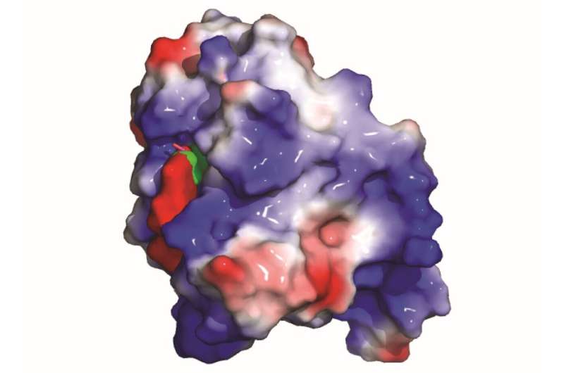 Scientists uncover protein that helps cancer cells dodge CAR T cell therapy