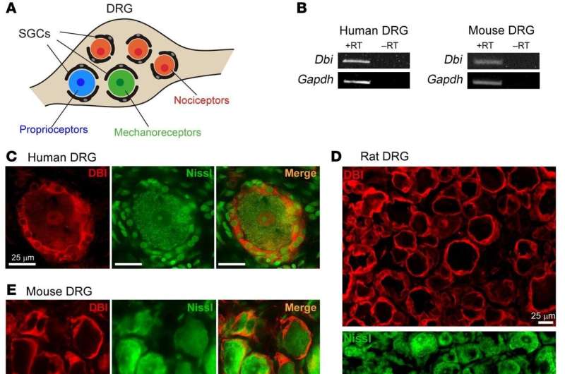 Chronic pain, opioids and natural benzos: Researchers discover how body can make its own 'sleeping pills'