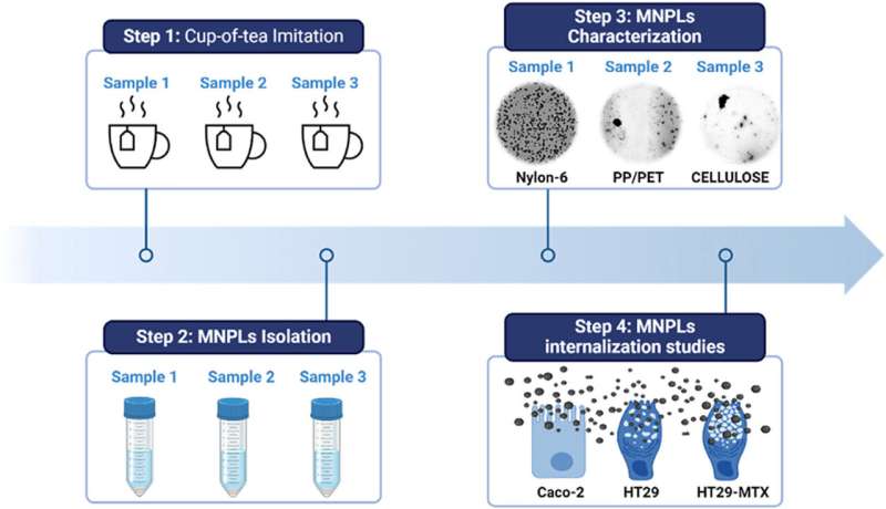 Commercial tea bags release millions of microplastics, entering human intestinal cells