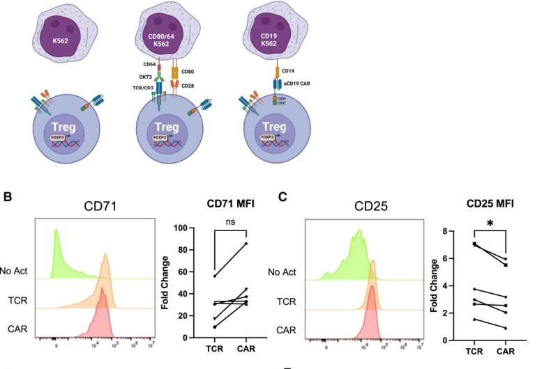 Loosening chimeric antigen receptor's grip on T-regulatory cells improves function, researchers find