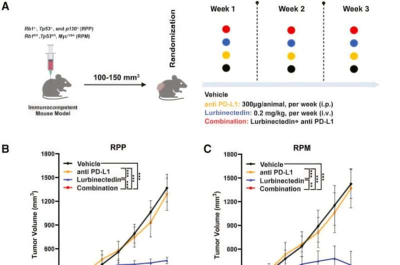 Study reveals immune-modulatory mechanism of lurbinectedin in small-cell lung cancer