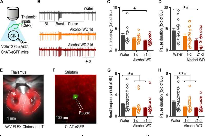 Optogenetics approach reveals how alcohol use disorder impairs cognitive flexibility