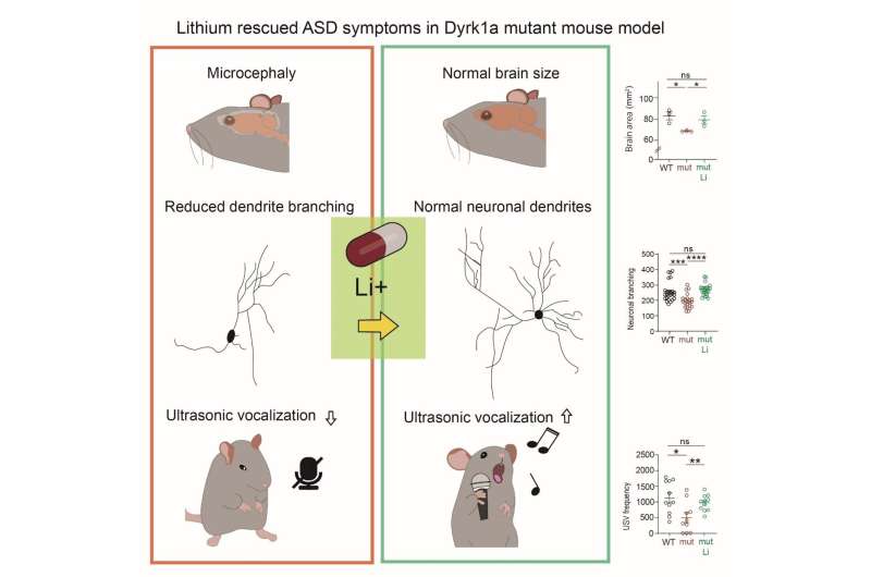 Lithium shows promise in treating autism-related symptoms in mouse study