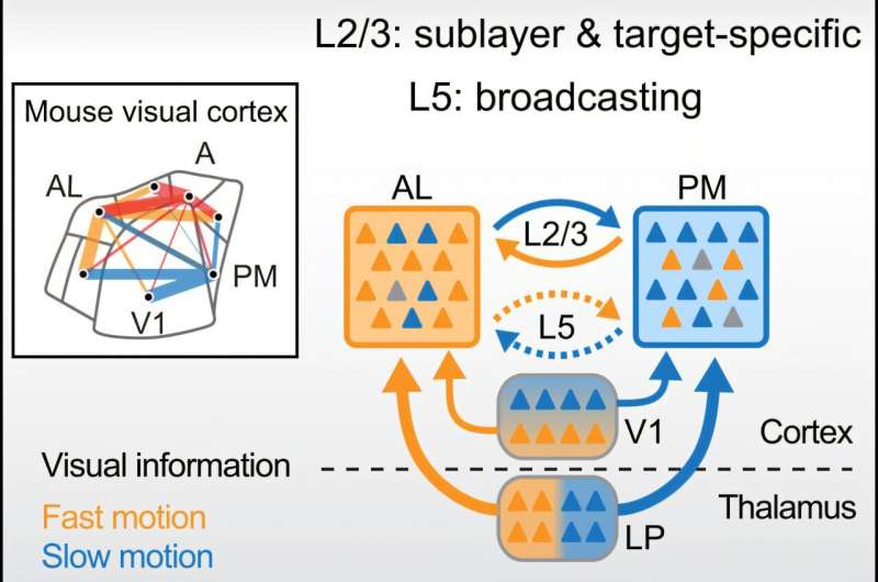 Researchers discover new connectivity rules in the brain's visual network