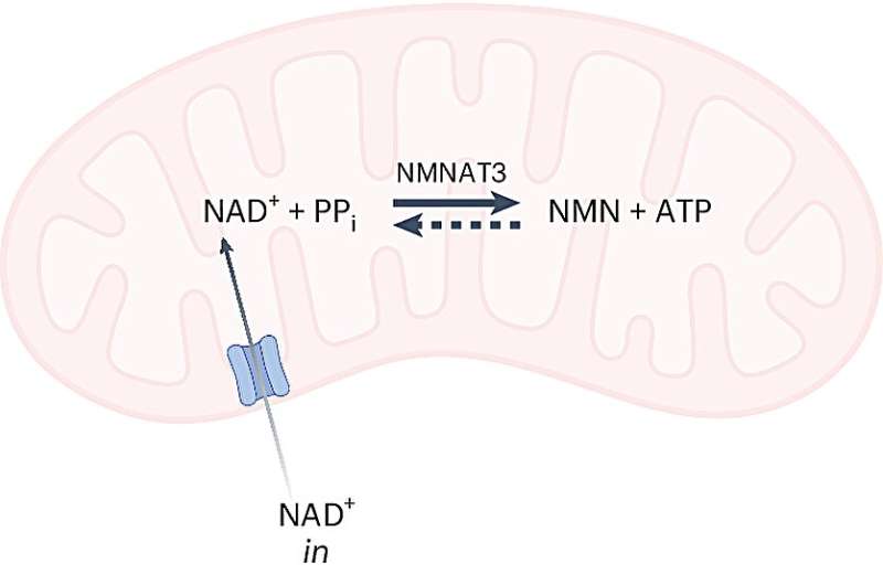 Newly discovered mechanism reveals NAD's role in aging and disease