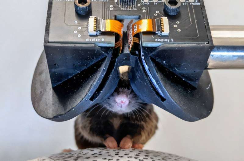 MouseGoggles offer immersive look into neural activity