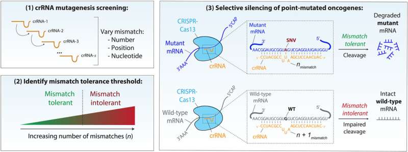 CRISPR study silences gene mutations that drive aggressive cancers