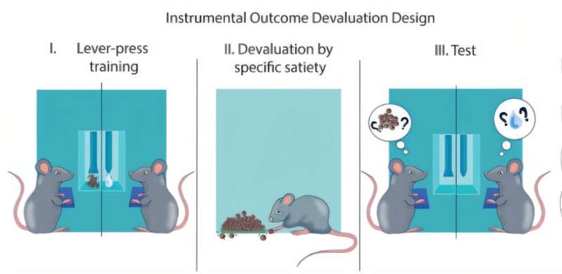 Brain inflammation affects behavior differently in male and female mice