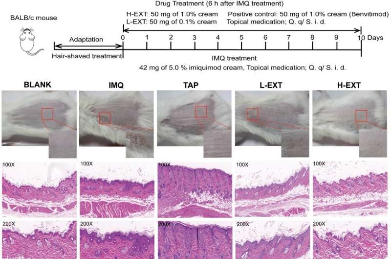 Plant-based extract shows potential for psoriasis treatment