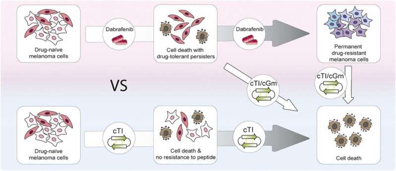 Horseshoe crab and tarantula-derived peptides may provide key to beating drug-resistant melanoma