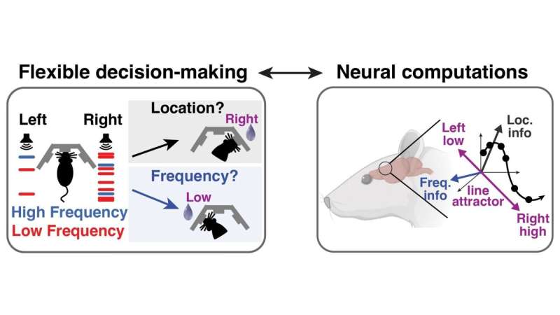 Cognitive flexibility: How neural variability shapes decision-making in different brains