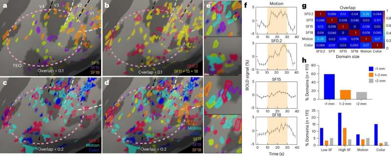 Precise map of primate foveolar cortex uncovers intricacies of brain's visual system