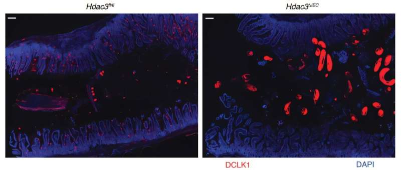 Intestinal tuft cell expression changes with sleeping and eating cycles