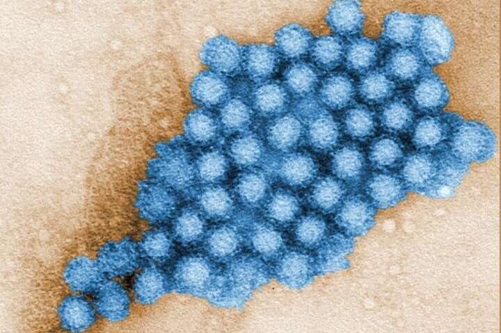 Discovery of norovirus replication hubs offers new antiviral targets